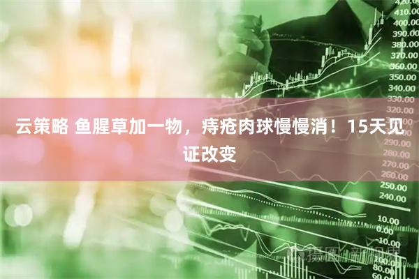云策略 鱼腥草加一物，痔疮肉球慢慢消！15天见证改变